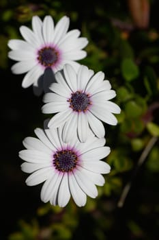 Three elegant white daisies with purple centers basking in gentle sunlight in a lush garden environment.