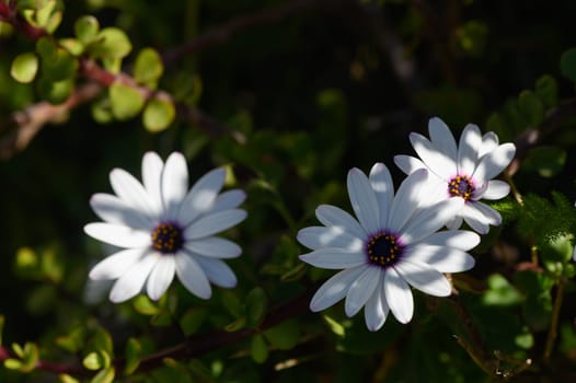 Three charming white flowers showcase their beauty under soft sunlight, surrounded by lush greenery.