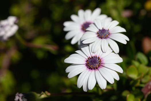 Three delicate daisies showcase their beauty in a lush garden, basking under the golden sunlight.