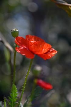 Bright orange and red poppy flowers stand tall, their delicate petals catching the sunlight in a tranquil garden.