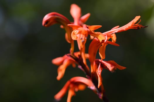 Vibrant orange petals of a wildflower catch the sunlight, adding a stunning touch to the green garden backdrop.