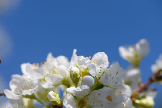 Delicate white blossoms burst forth in full bloom, set against a clear blue sky, symbolizing spring's joyful arrival.