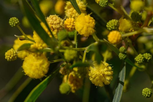 Delightful clusters of yellow blooms adorn lush green foliage on a sunny day, inviting a sense of tranquility.