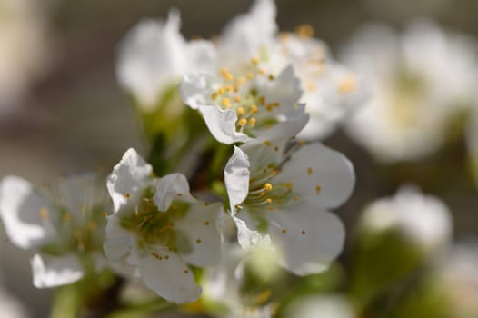 Delicate white blossoms bloom brightly, surrounded by lush green leaves, capturing the essence of spring's arrival.