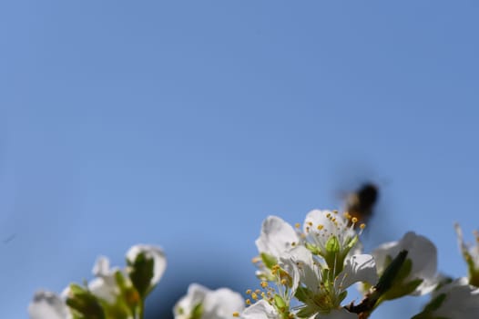 Delicate white blossoms draw cheerful bees as they pollinate in a sunlit garden during the vibrant spring season.