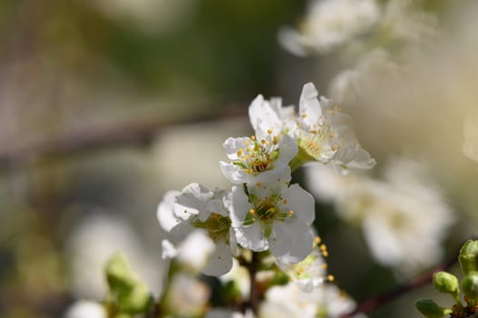 Delicate white blossoms burst into bloom, basking in gentle sunlight within a peaceful garden ambiance.