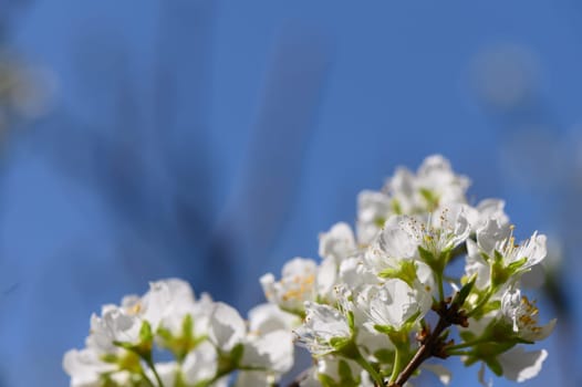 Delicate white blossoms of a pear tree burst into life under a vibrant blue sky during the warm days of spring.