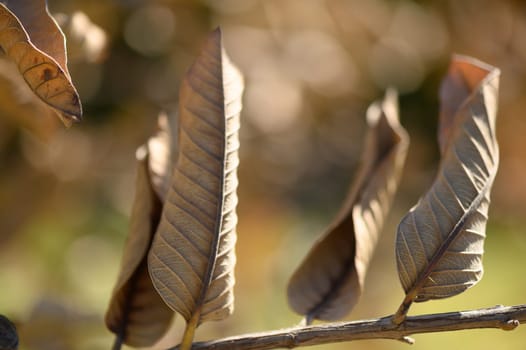 Dried leaves rest on branches, showcasing vibrant autumn hues under soft sunlight filtering through the trees.
