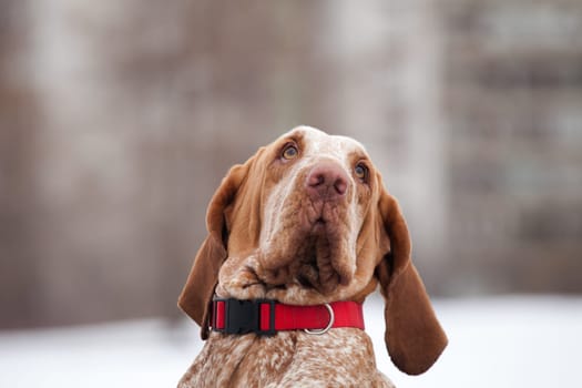 Portrait of a red-haired funny dog of italian bracque breed in winter outdoors upside down nose