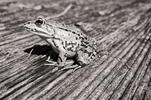 Pond frog, (Pelophylax kl. esculentus, Pelophylax “esculentus” or Rana “esculenta”)