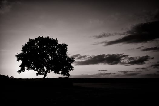 Oak tree at sunset, Fischland-Darß, Mecklenburg-Western Pomerania, Germany