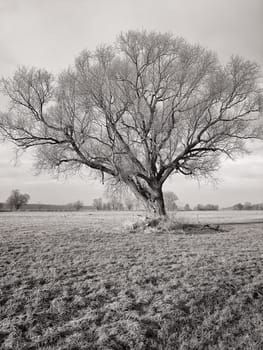 lonely tree in field in winter