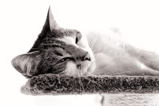 female domestic cat, European Shorthair