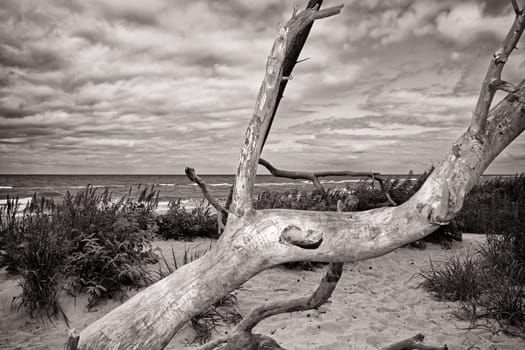 West beach of the Fischland-Darß peninsula near Ahrenshoop, Mecklenburg Baltic Sea coast, Mecklenburg-Western Pomerania, Germany