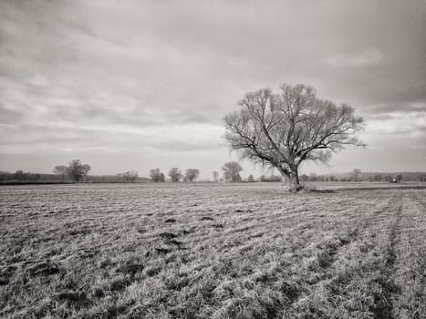 lonely tree in field in winter