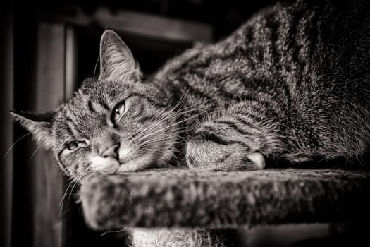 Domestic cat, European Shorthair