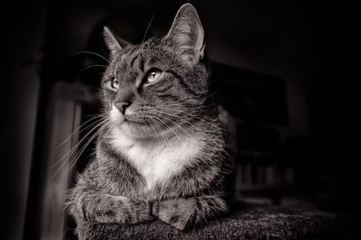 Domestic cat, European Shorthair