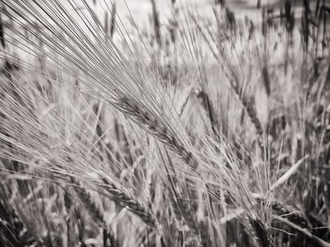 Barley field in Brandenburg, Germany