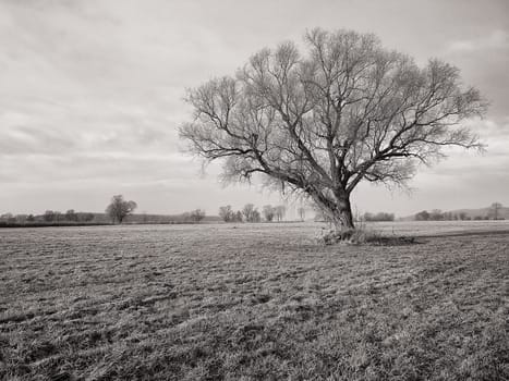 lonely tree in field in winter