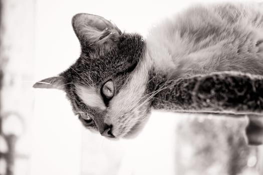 female domestic cat, European Shorthair