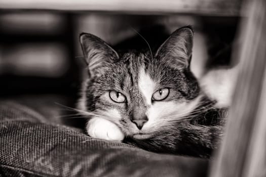 female domestic cat, European Shorthair