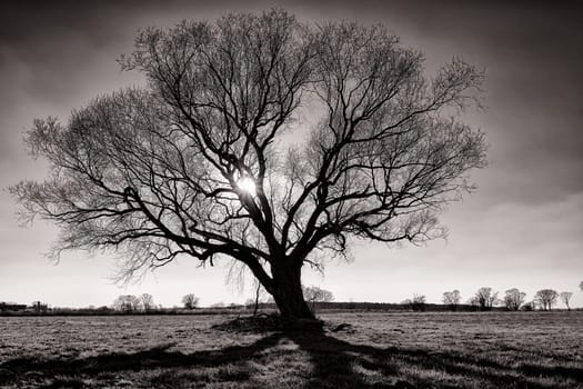 lonely tree in field in winter