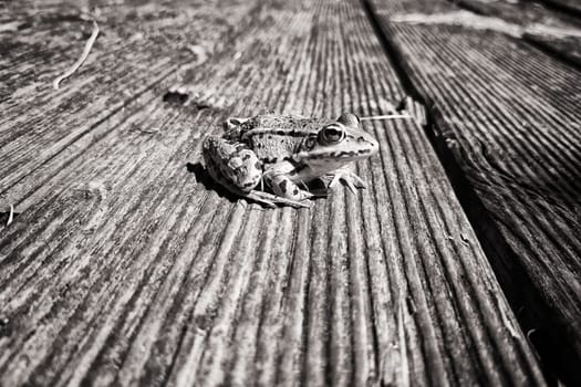 Pond frog, (Pelophylax kl. esculentus, Pelophylax “esculentus” or Rana “esculenta”)