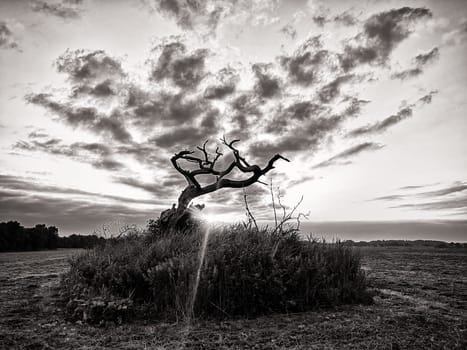 dead tree at sunrise, Fischland-Darß peninsula