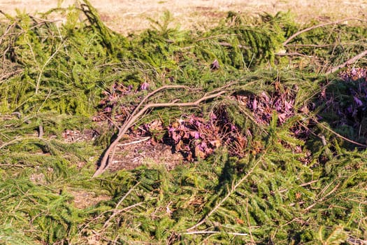 Spruce branches used to protect flowers from the cold in the park