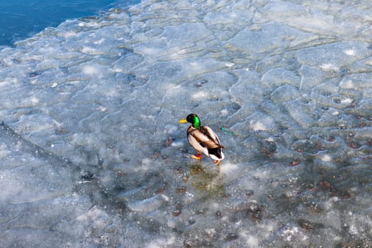 Ducks on frozen lake.