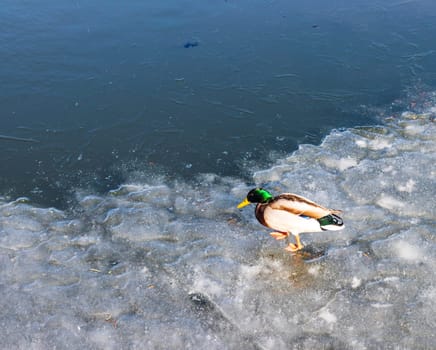 Ducks on frozen lake