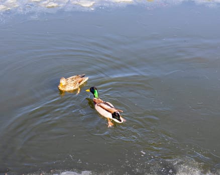 Ducks on frozen lake