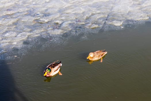 Ducks on frozen lake