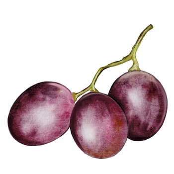 Grapes watercolor. Hand drawn grape branch on white background. Clip art food. Purple muscat berries. Perfect for wine packaging, cheese plate or recipe book. High quality illustration