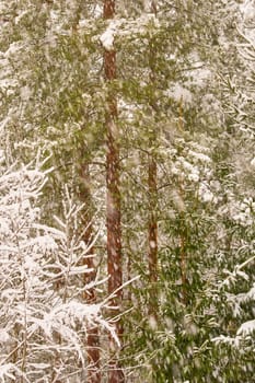 The heavy snowfall in a wild park, winter fairy tale in the forest, snow-covered tree branches, large flakes of snow are slowly falling, nobody, snow storm, blizzard. High quality photo