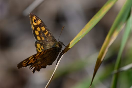 A beautiful butterfly with intricate patterns enjoys the warmth of sunlight while perched on a green leaf.