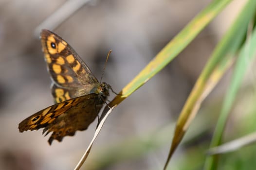 Delicate butterfly rests on a green blade, showcasing intricate wing patterns in the gentle glow of midday sun.