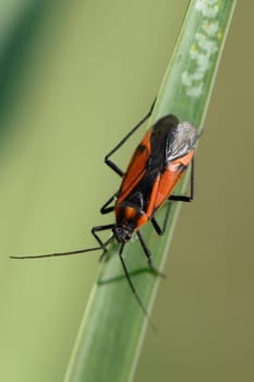 A striking red and black insect rests on a vibrant green leaf, showcasing the intricate details of nature's beauty.