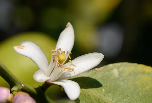 Delicate white flower emerges amidst lush green foliage, showcasing natural beauty in a tranquil garden setting.