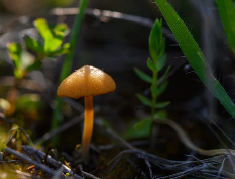 A delicate golden mushroom stands amidst green foliage, illuminated by soft light during the tranquil evening.