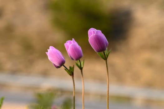 Three graceful pink flowers stand tall against a soft, blurred backdrop of a sunny hillside landscape.