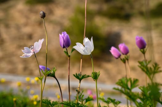 Delicate blooms of various colors sway gently in the warm breeze, creating a picturesque springtime landscape.