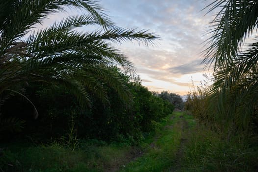 Soft hues of twilight embrace a serene trail, framed by palm leaves and vibrant greenery in a quiet grove.
