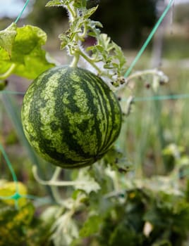 A small watermelon hangs from a vine in a sunny garden, surrounded by green leaves. This vibrant fruit is maturing in the summer, indicating a bountiful harvest ahead.