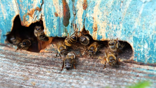 Busy bees are seen entering and exiting a weathered wooden hive, collecting pollen and nectar under clear blue skies.