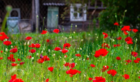 Bright red poppies fill the garden with color, contrasting against a rustic wooden backdrop and softly swaying in a gentle breeze.