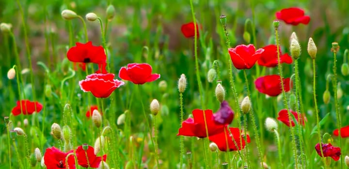 Bright red poppies flourish in a sunny meadow, surrounded by lush green grass and budding flowers during a beautiful spring day.