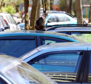 A cat sits comfortably on top of a parked car surrounded by other vehicles in an urban setting during the daytime.