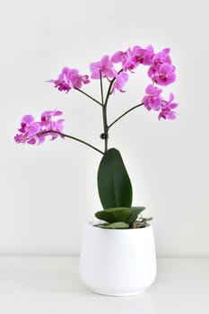 Beautiful pink orchid in white ceramic pot