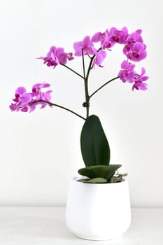 Beautiful pink orchid in white ceramic pot